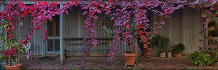 Verandah in Vine - Beechworth - VIC (PBH4 00 13477)